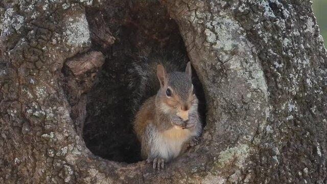 Squirrel in tree eating