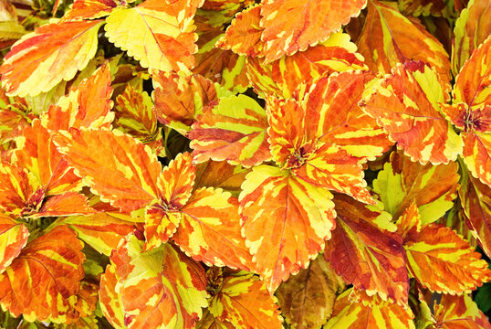 close up of vibrant orange and yellow coleus plant leaves