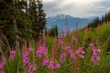 Pink and purple Fireweed  flowers in Whistler, British Columbia, Canada during a sunny summer day