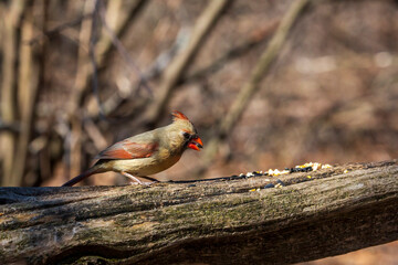 A female Northern Cardinal eating seeds on a branch