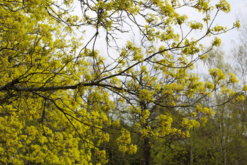 Obraz premium Autumn leaves on a tree in a park background