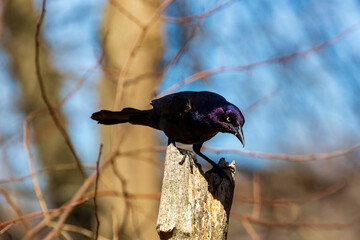 An angry-looking Grackle bird, a type of large icterid blackbird found in North America, perches itself on a wooden pole.
