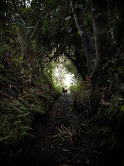 Dog waiting at end of a tree plant tunnel on hiking trail track path walkway near Casa del Arbol...