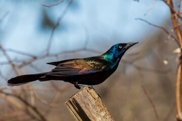 A glossy and colorful looking Grackle bird, a type of large icterid blackbird found in North America, perches itself on a wooden pole.