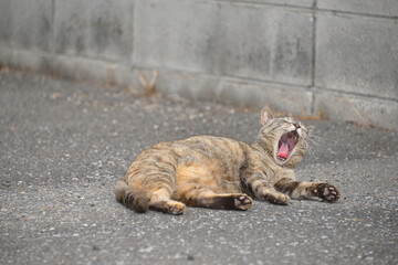 お昼寝