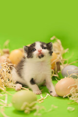 Tiny newborn black kitten sitting with pastel colored easter eggs, green background.