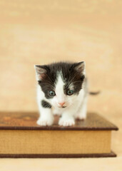 Tiny newborn kitten sitting small on top of a brown and gold antique book, brown burlap background. 
