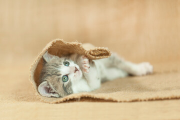 5 week old kitten laying, playing wrapped in burlap material. burlap brown background © Kelly