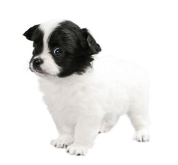 Small white-black puppy isolated on white background. Long-haired toy terrier