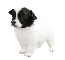 Small white-black puppy isolated on white background. Long-haired toy terrier