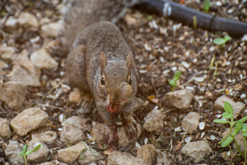 Sick  Eastern Gray Squirrel with abcess on face