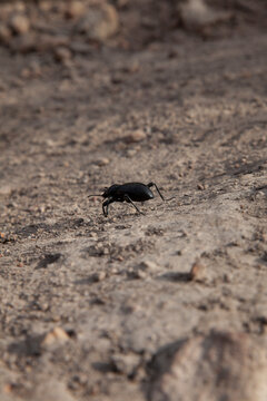 Close up of black stinkbug, pinacate beetle scurrying away across dirt