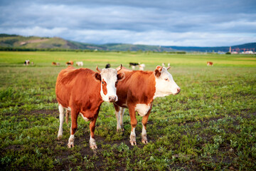 Fototapeta na wymiar Cow of farm in the grassland of Hulunbuir of Inner Mongolia.