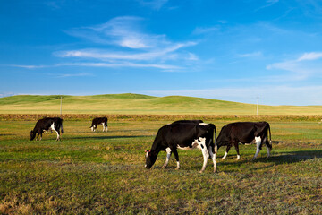 Fototapeta premium Cow of farm in the grassland of Hulunbuir of Inner Mongolia.