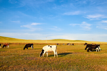 Cow of farm in the grassland of Hulunbuir of Inner Mongolia.