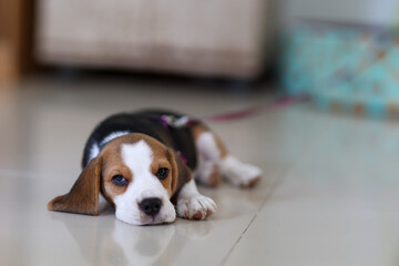 beagle puppy sitting in front of a floor
