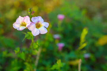 flowers in the garden
