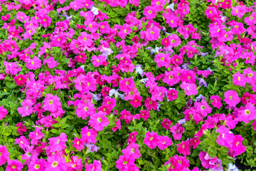 Naklejka premium field of flowers