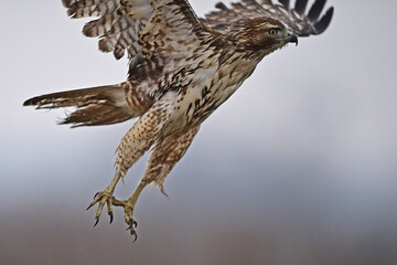 Cooper's Hawk - San Luis NWR, Los Banos