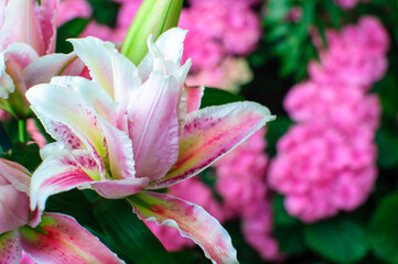 Fototapeta na wymiar pink flower in a garden