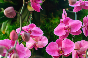 pink orchirds in garden