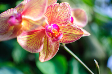 orchid in a garden