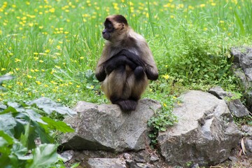 Spider Monkey sitting on a rock against a background of greenery and buttercups