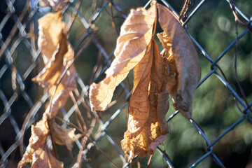 金網にからみついた枯葉・アップ・マクロ