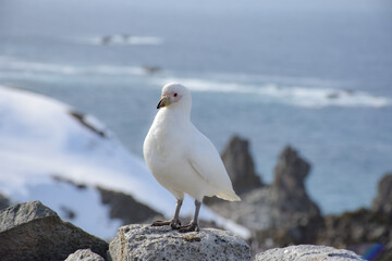 paloma blanca antartica / 
antarctic white dove