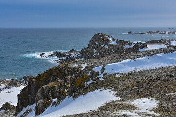 punta armonia, pingüinera antartica / Harmony Point, Antarctic Penguin