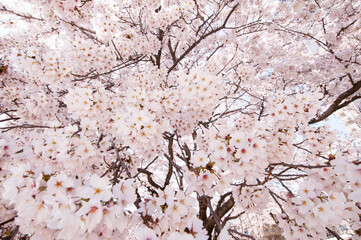 桜全盛