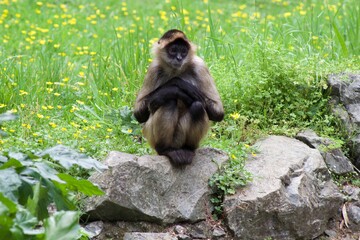 Spider Monkey with crossed hands sitting on a rock in front of grass and buttercups