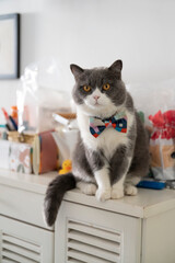 British Shorthair wearing a bow tie sitting on the cabinet