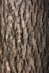 Natural background of old tree bark, texture of brown color. Can be used as background for designs.
