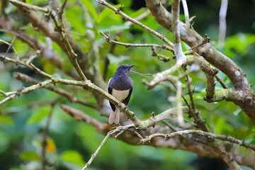 Oriental Magpie Robin on a tree