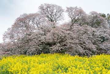 Naklejka premium 菜の花と大桜
