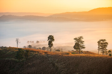 foggy landscape forest in the morning beautiful sunrise mist cover mountain background at countryside winter.
