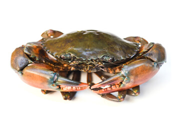 Crab isolated on white background, Fresh seafood serrated mud crab.