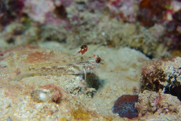 奄美大島 ハタタテハゼ