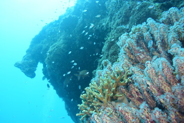 奄美大島 ダイビング 象 エレファントロック