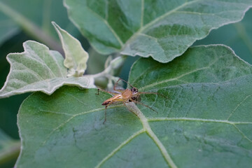 A spider eating food on the green leaf.