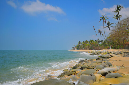 beach with palm trees