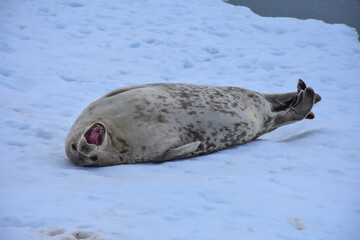 Obraz premium foca leopardo con la boca abierta