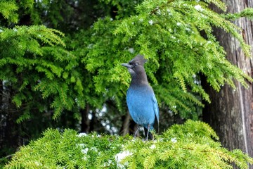 Closeup view of the beautiful blue and black bird, the Stellar's Jay or Cyanocitta stelleri, perching in the branch of a fir tree in the forests outside Vancouver, BC, Canada.  Adult coastal type.