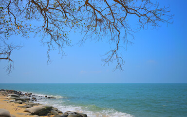 Tree branches overlooking the beach