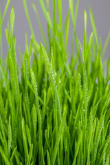 Fototapeta na wymiar Grass with water drops