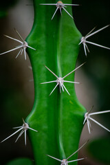 Cactus closeup