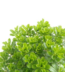 Phedimus spurius - succulent  Crassulaceae, stonecrop, sedum, caucasian stonecrop, sedum reflexum, on white background