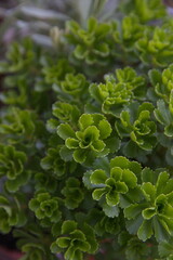 Phedimus spurius - succulent  Crassulaceae, stonecrop, sedum, caucasian stonecrop, sedum reflexum