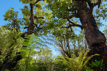 Fototapeta premium Nature and sparse in the tropics.